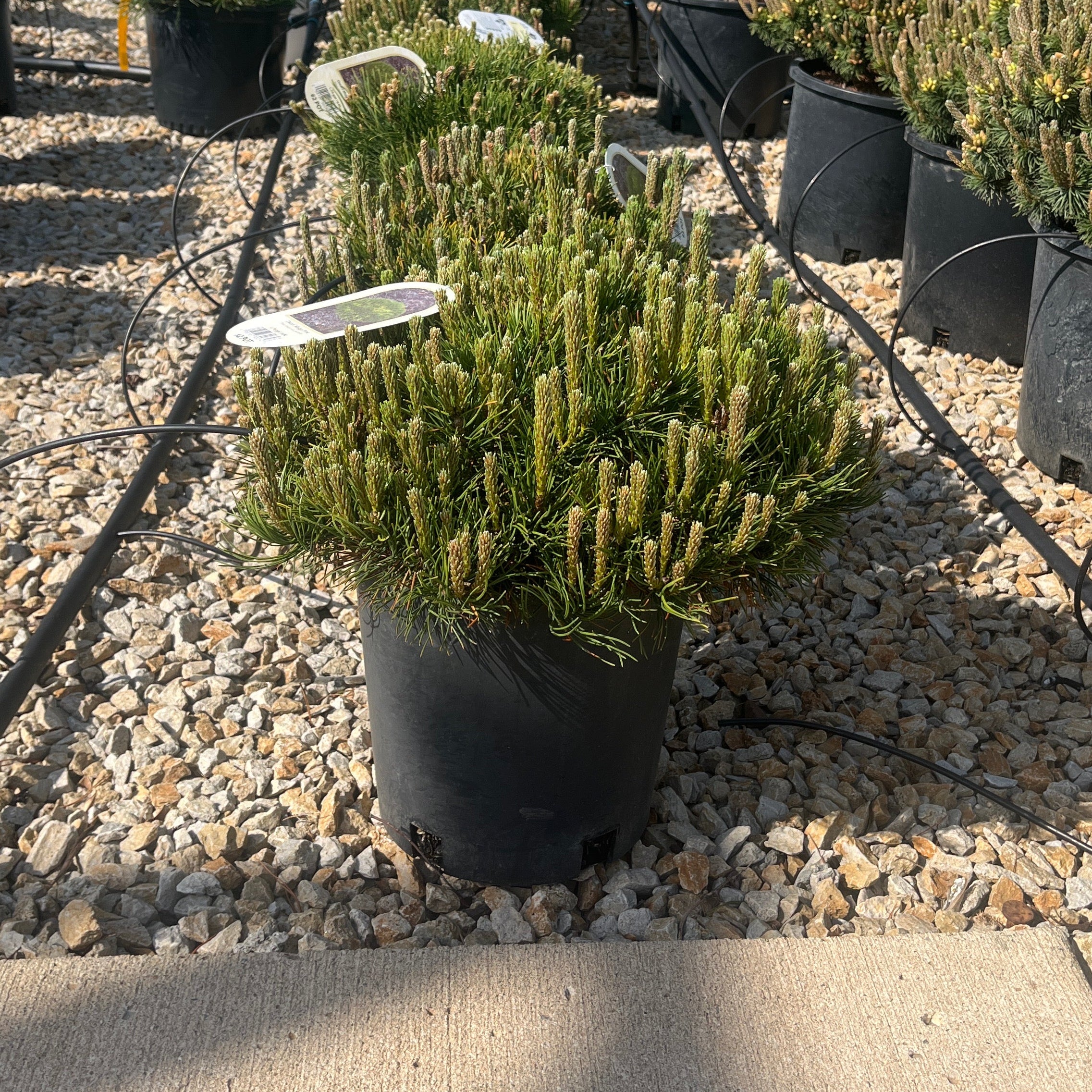 Dwarf Mugo Pine - Pinus mugo var. pumilio - 2 Gallon Potted Evergreen Shrub