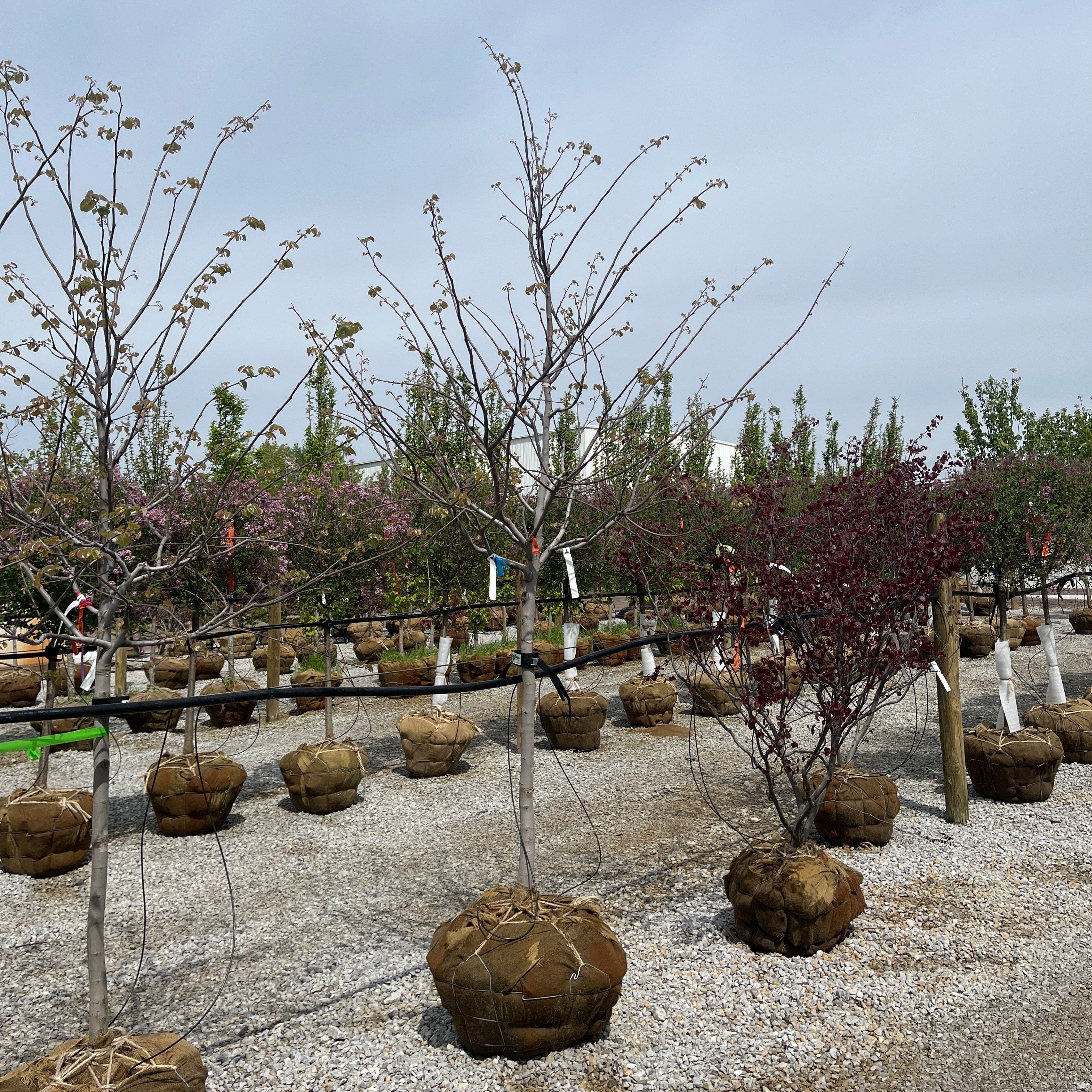 Pink Pom Poms Redbud - Cercis canadensis - Ball & Burlap Tree (Multiple Sizes)