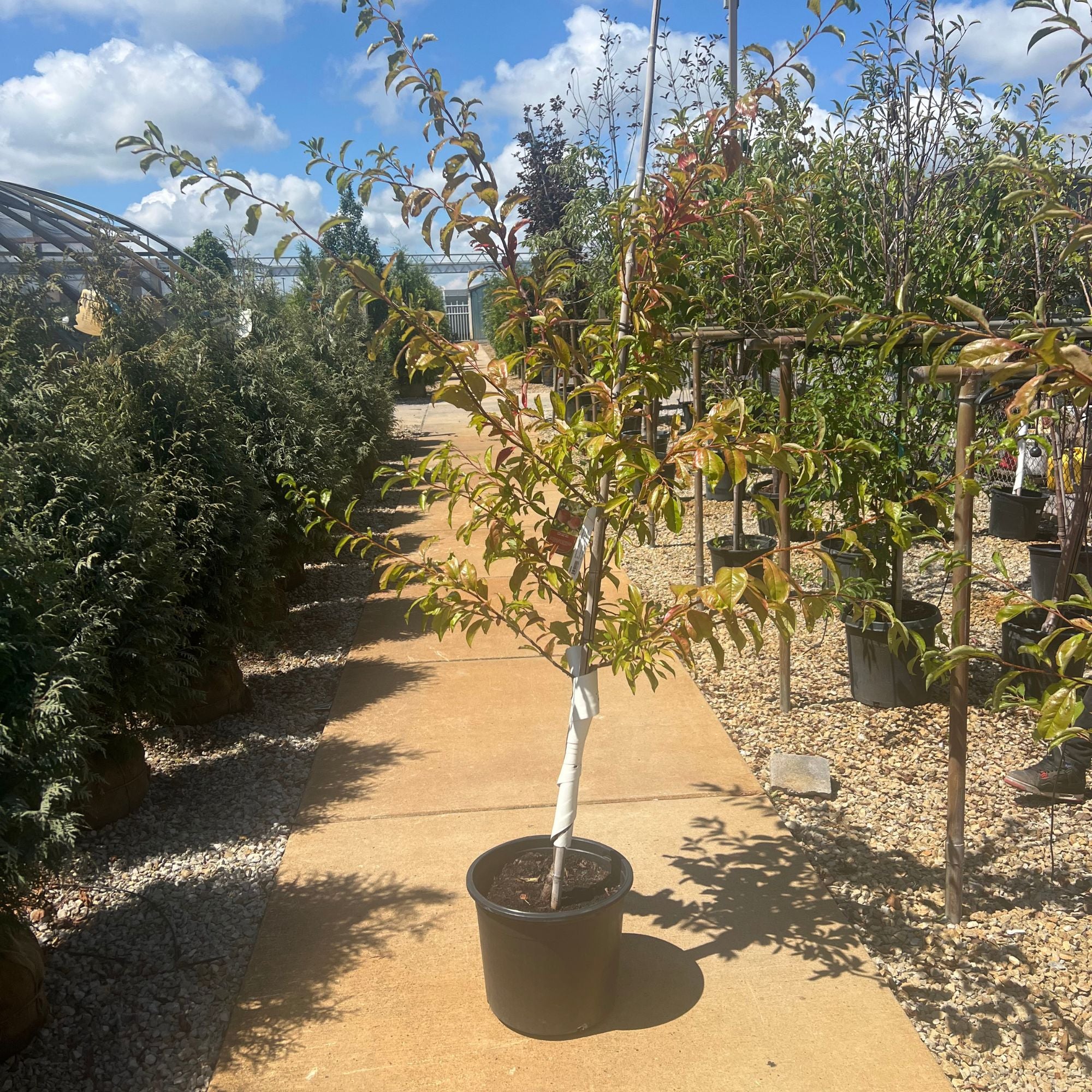 Santa Rosa Plum Tree - Prunus - 7# Potted Tree