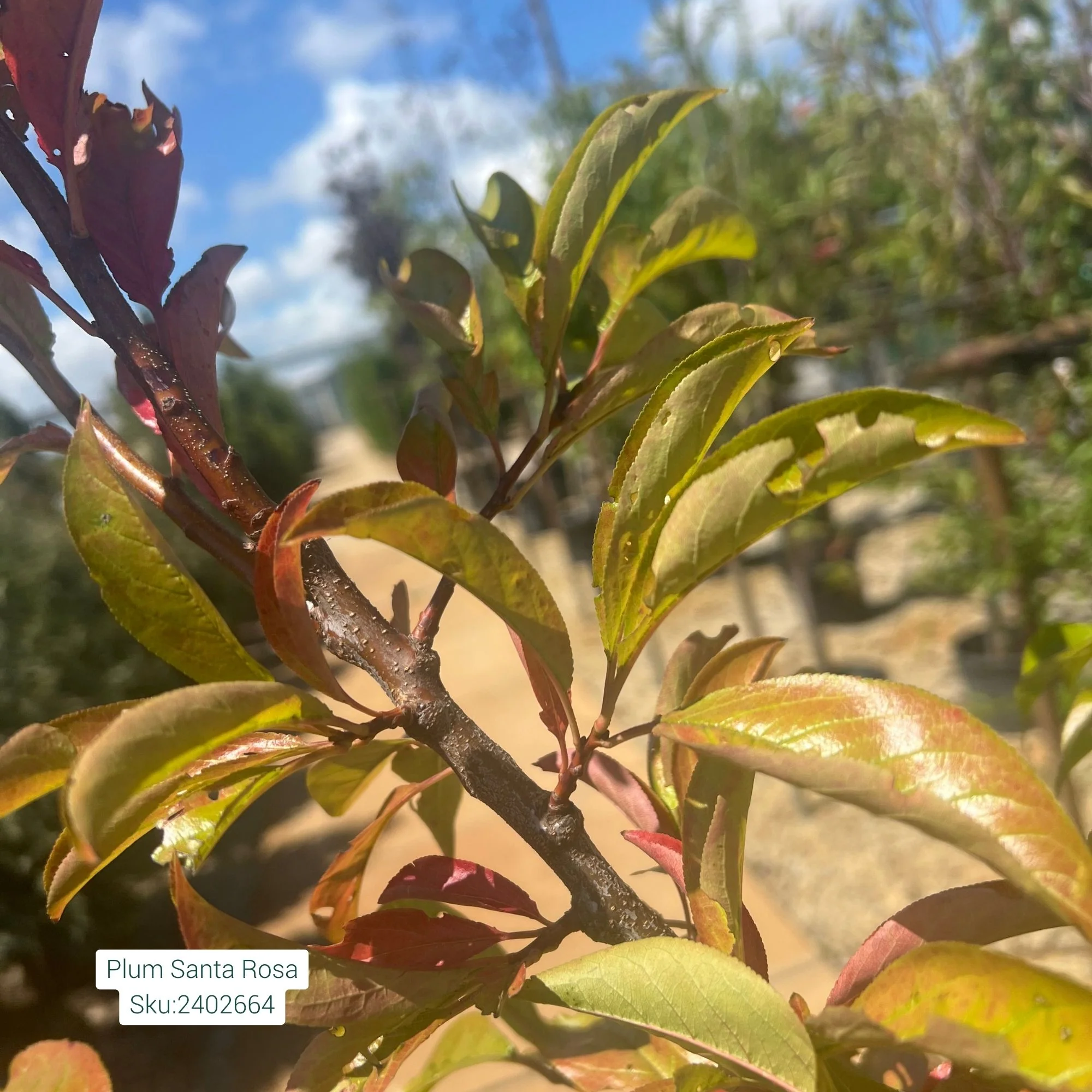 Santa Rosa Plum Tree - Prunus - 7# Potted Tree - Image 2