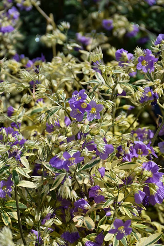 Polemonium Jacobs Ladder Golden Feathers - 8" Potted Perennial