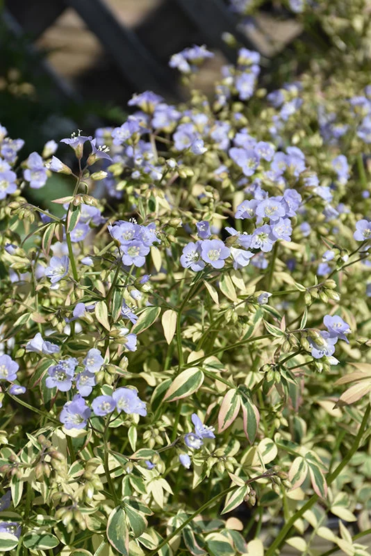 Polemonium Jacobs Ladder Stairway To Heaven - 8" Potted Perennial