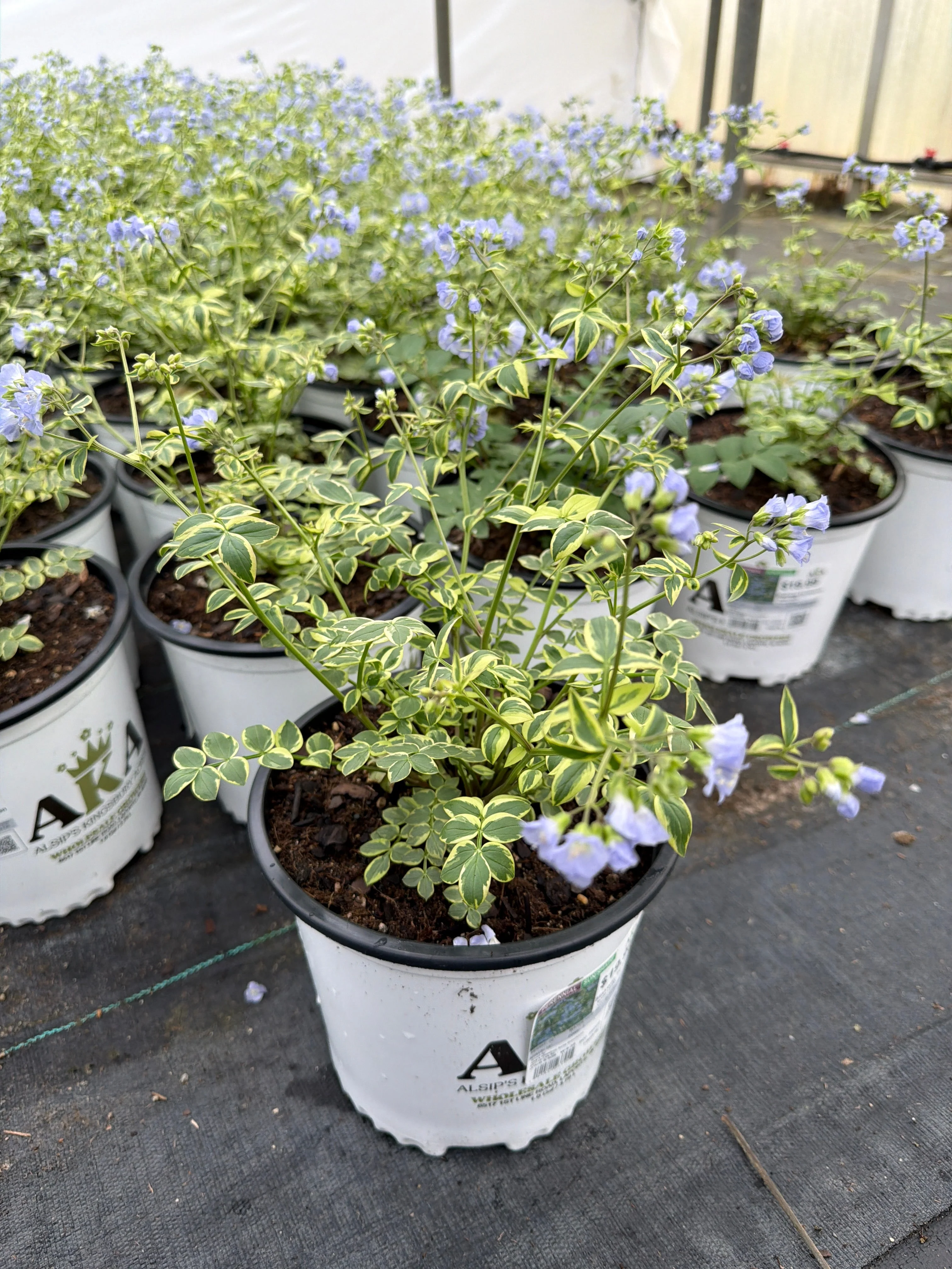 Polemonium Jacobs Ladder Stairway To Heaven - 8" Potted Perennial - Image 2