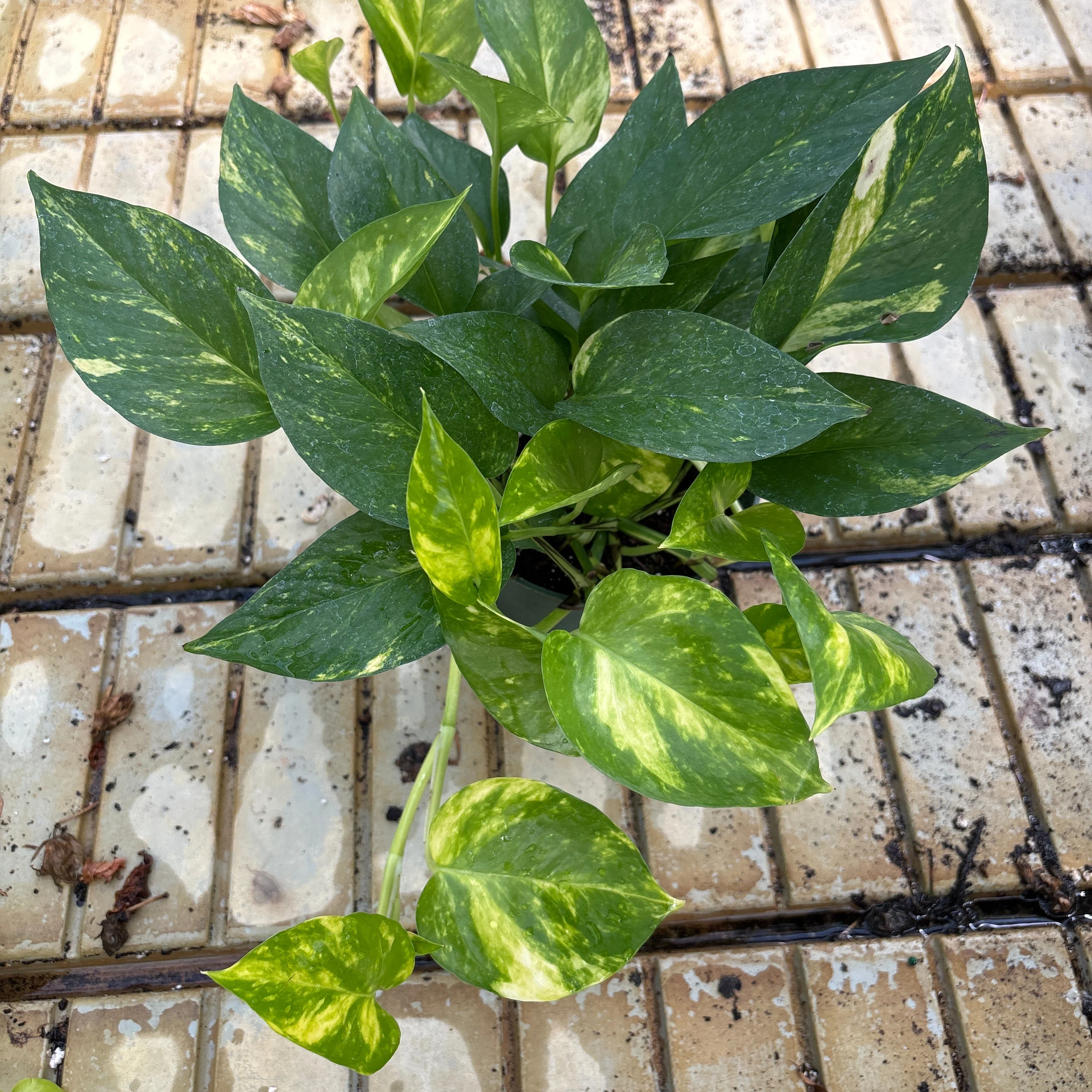 Golden Pothos - Epipremnum aureum - 6" Pot - Image 2