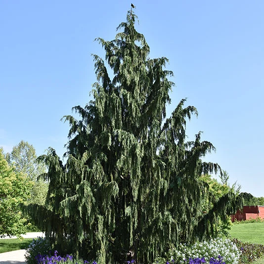 Weeping Nootka Cypress - Chamaecyparis nootkatensis 'Pendula' - 6 Gallon Potted Tree - Image 2