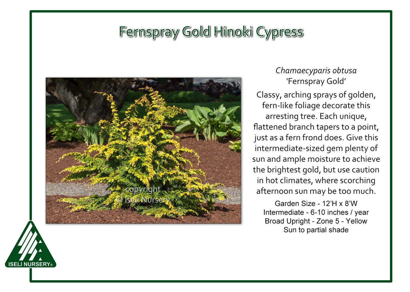 Fernspray Gold Hinoki Cypress - Chamaecyparis obtusa - 6 Gallon Potted Evergreen Shrub - Image 3