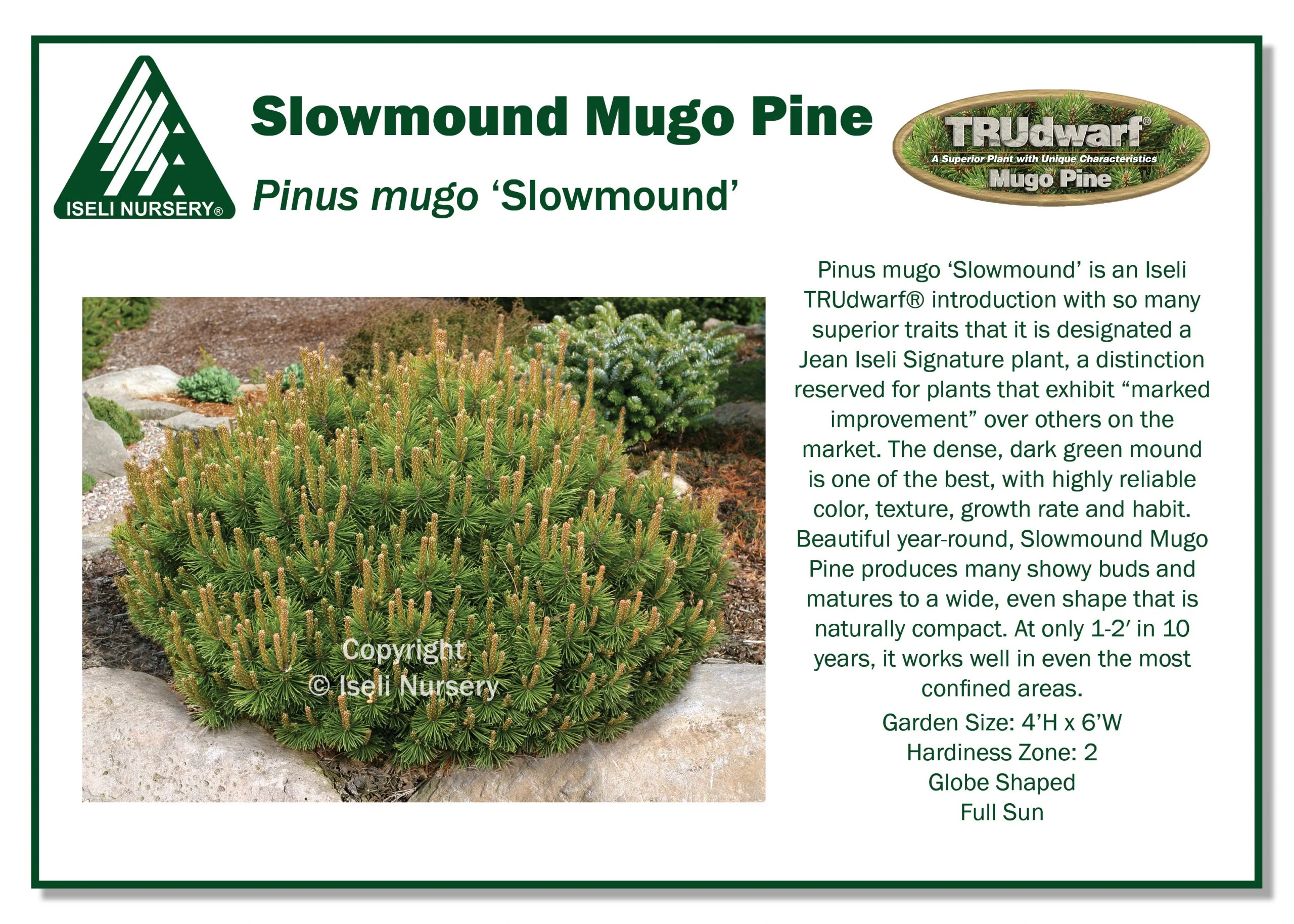 Slowmound Mugo Pine - Pinus mugo - 3 Gallon Potted Shrub - Image 2