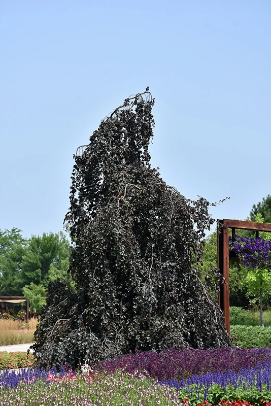 Purple Fountain Beech - Fagus sylvatica - 2" Caliper Ball & Burlap Tree - Image 2