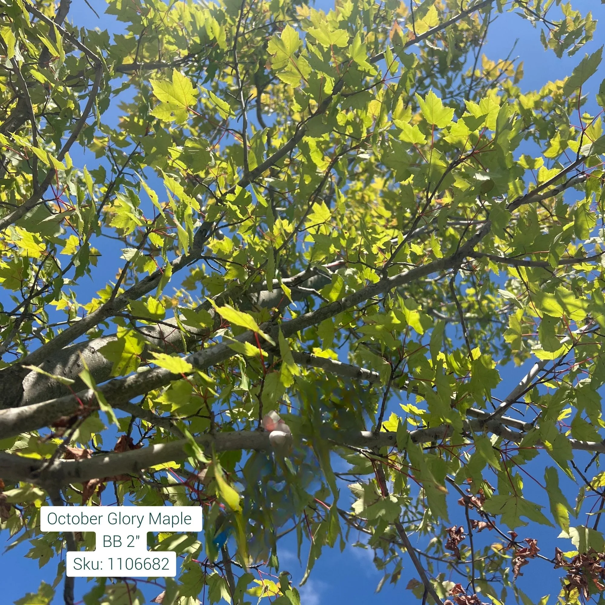 October Glory Red Maple - Acer rubrum - Ball & Burlap Tree (Multiple Sizes) - Image 5
