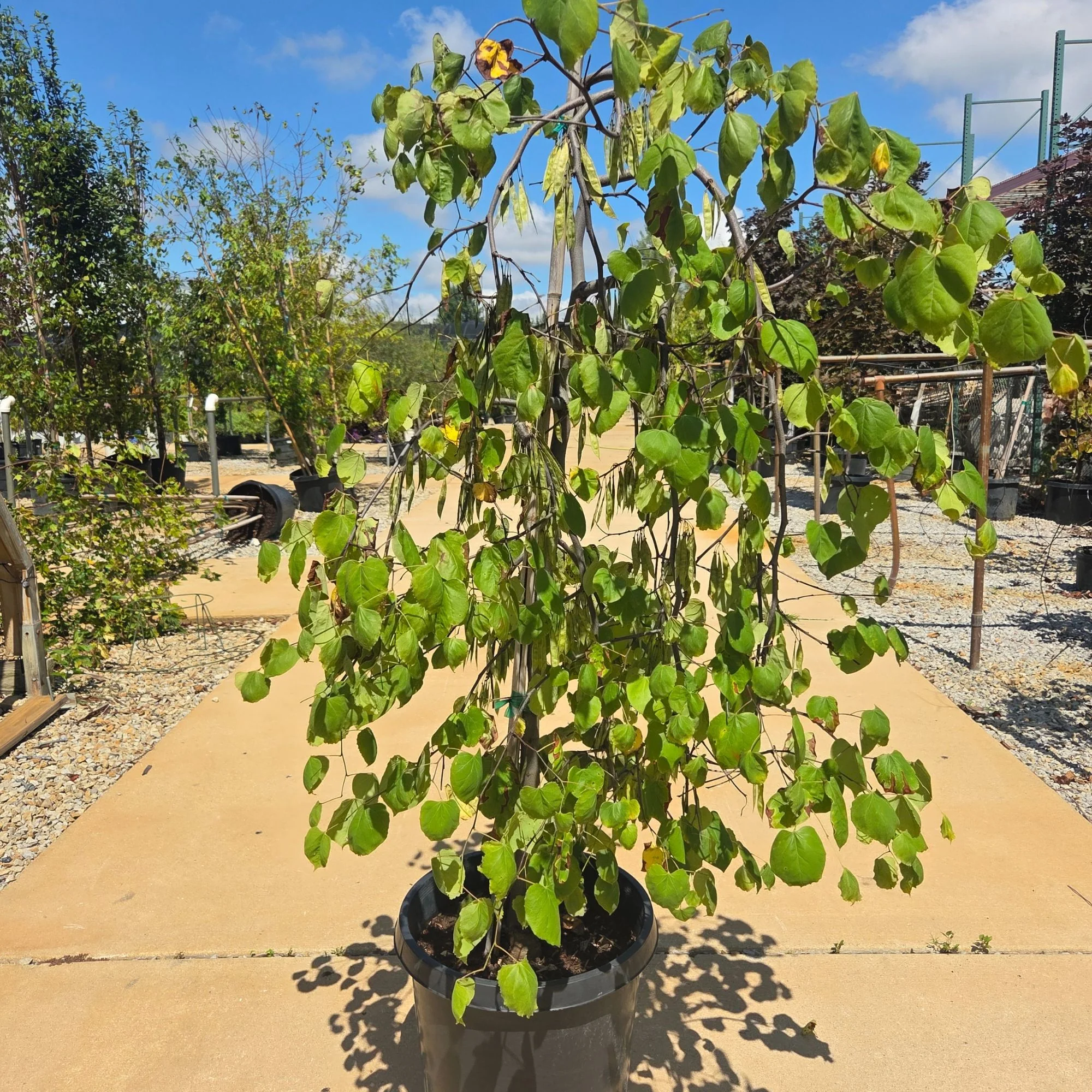 Lavender Twist® Redbud - Cercis canadensis 'Covey' - Potted Tree (Multiple Sizes)