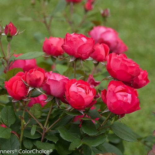 Rose Oso Easy Double Red - 2 Gallon Pot - Image 2