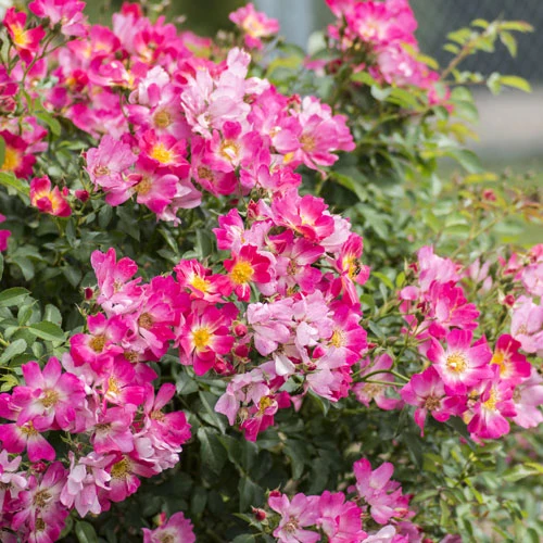 Rose Drift Pink - 2 Gallon Pot - Image 3