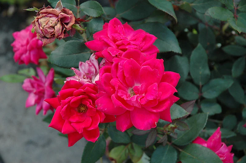 Rose Double KO Red - 2 Gallon Pot
