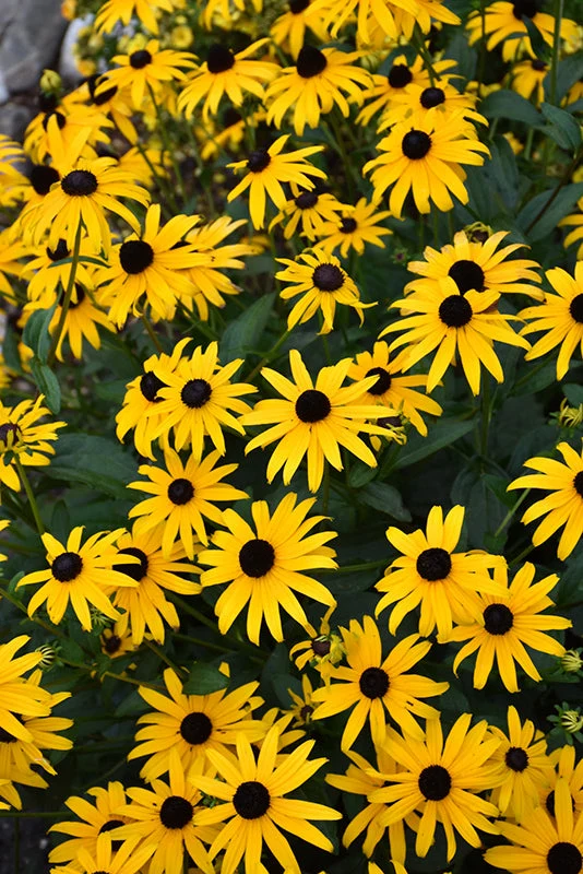 Rudbeckia Black Eyed Susan American Gold Rush - 8" Potted Perennial