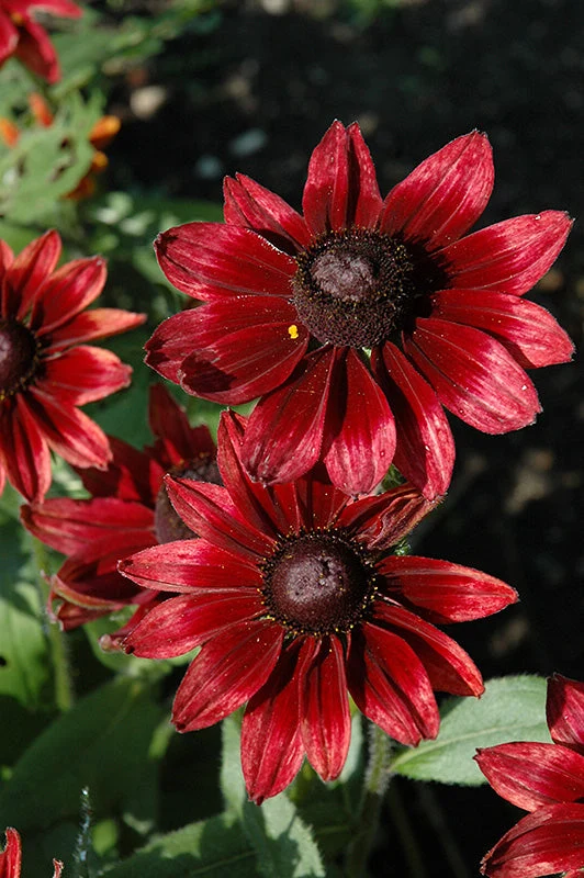 Rudbeckia Black Eyed Susan Cherry Brandy - 8" Potted Perennial