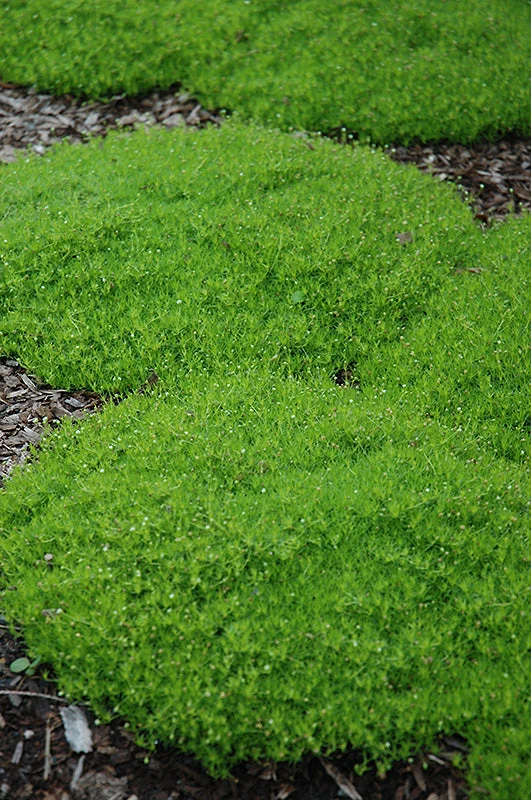 Sagina Moss Irish (Subulata) - 6" Perennial - 6" Potted Perennial