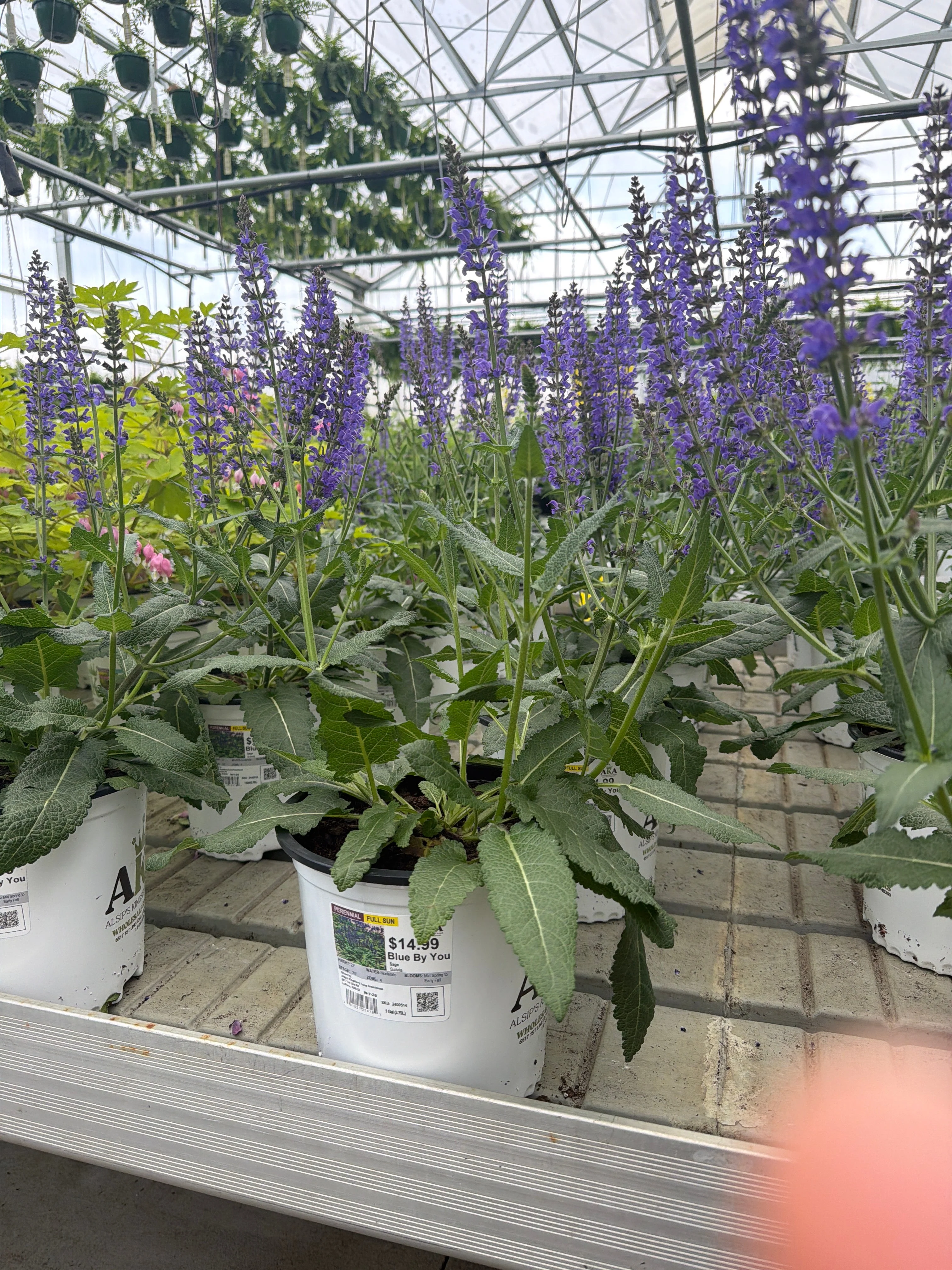 Salvia Sage Blue By You - 8" Potted Perennial - Image 2
