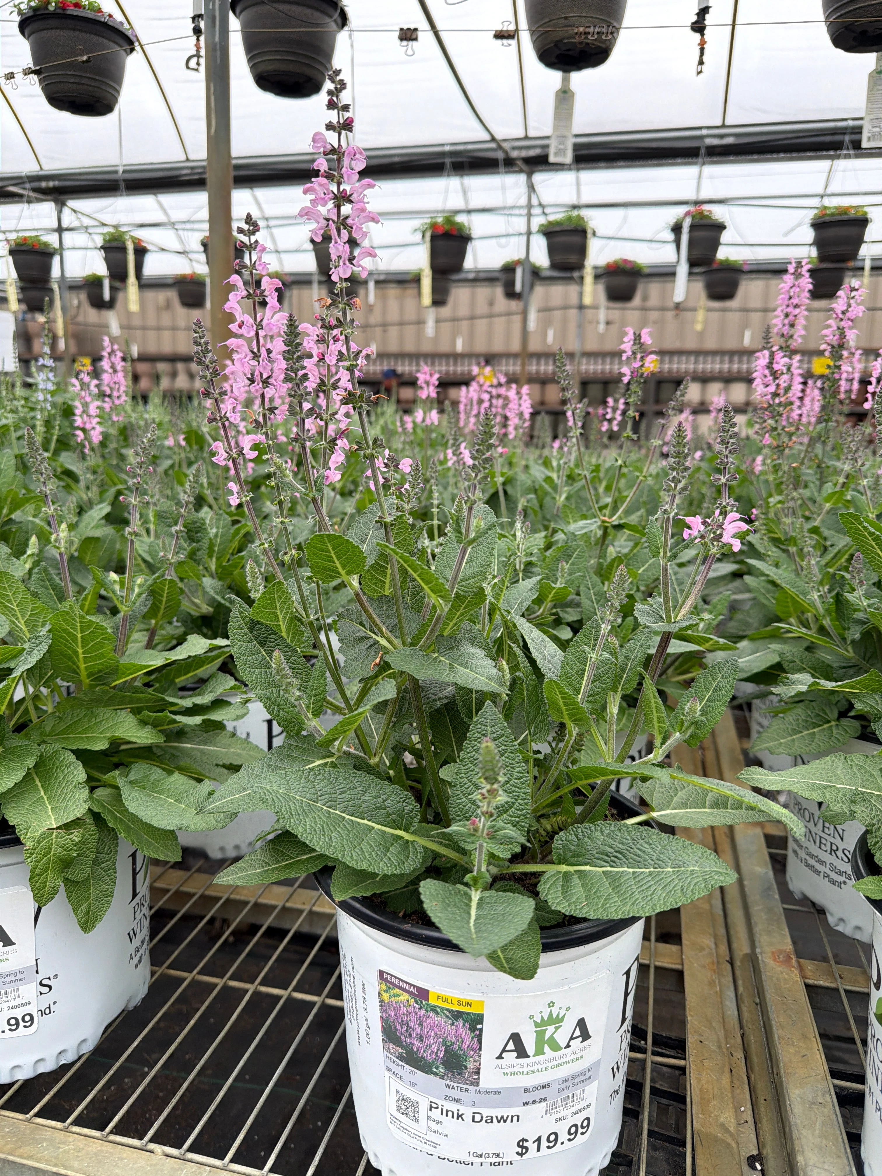 Salvia Sage Color Spires Pink Dawn - 8" Potted Perennial - Image 2