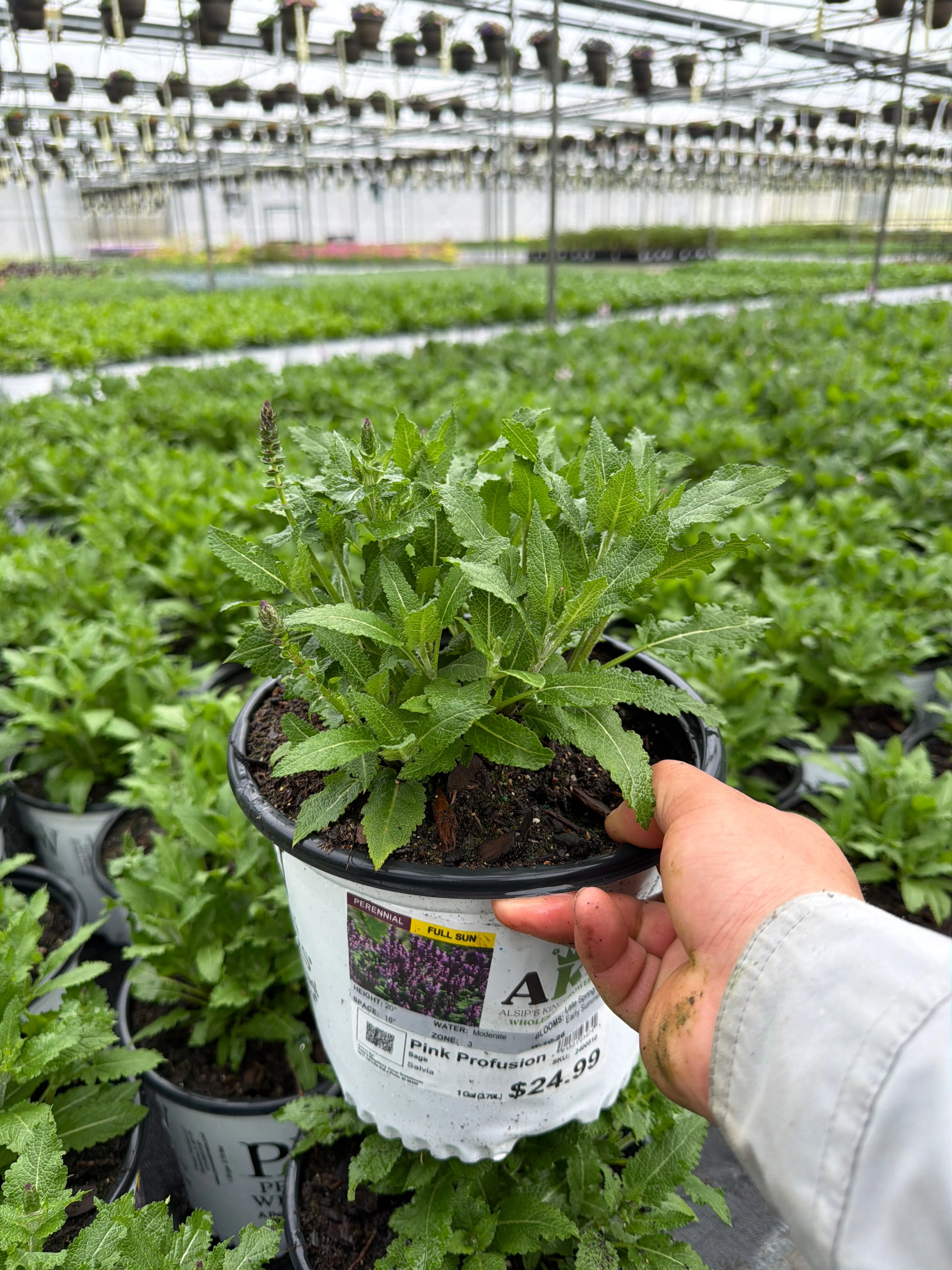 Salvia Sage Pink Profusion - 8" Potted Perennial - Image 2