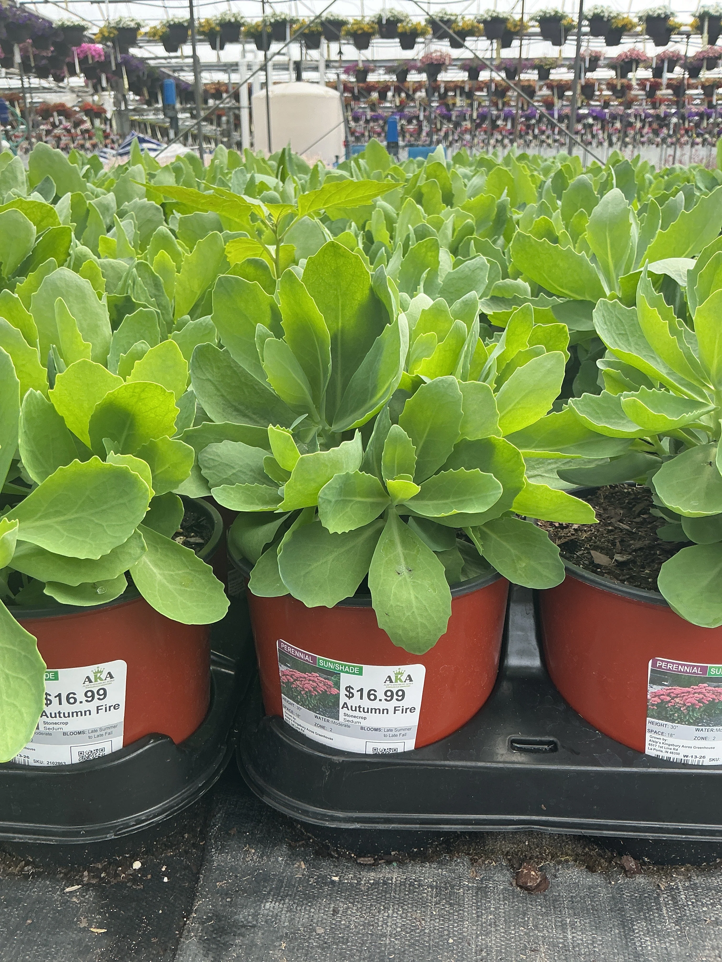 Sedum Stonecrop Autumn Fire - 6" Perennial - 6" Potted Perennial - Image 2