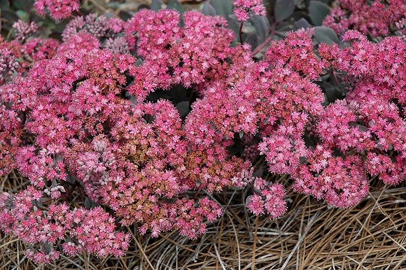 Sedum Stonecrop Sunsparkler Dazzleberry - 6" Potted Perennial