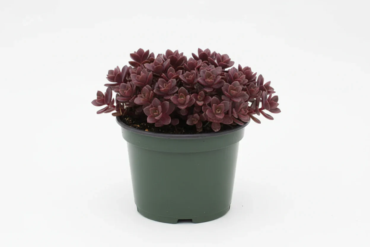 Sedum Stonecrop Sunsparkler Firecracker - 6" Potted Perennial