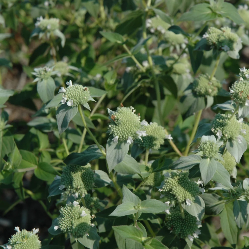 Short Toothed Mountain Mint