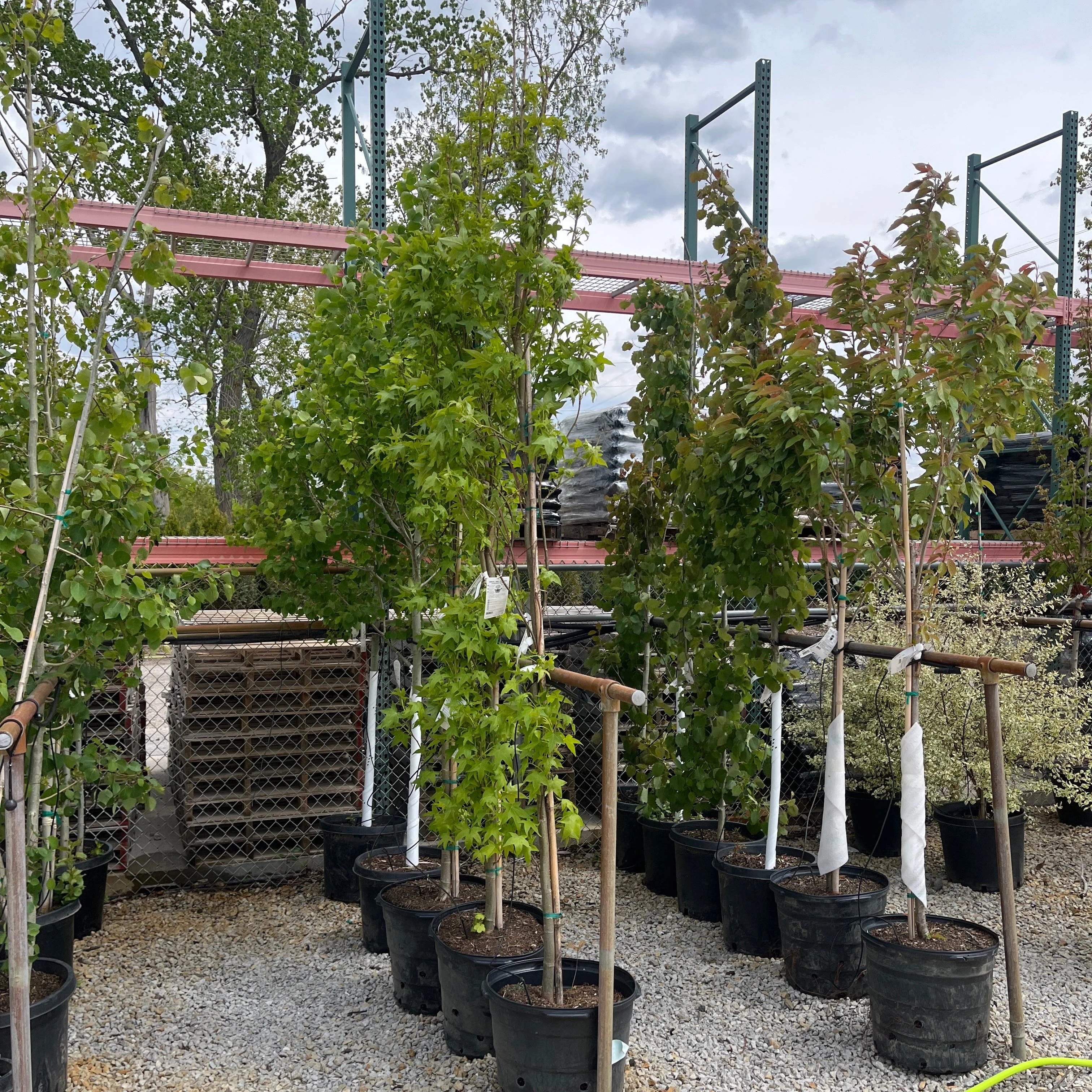 Slender Silhouette Sweet Gum - Liquidambar styraciflua - Potted Tree