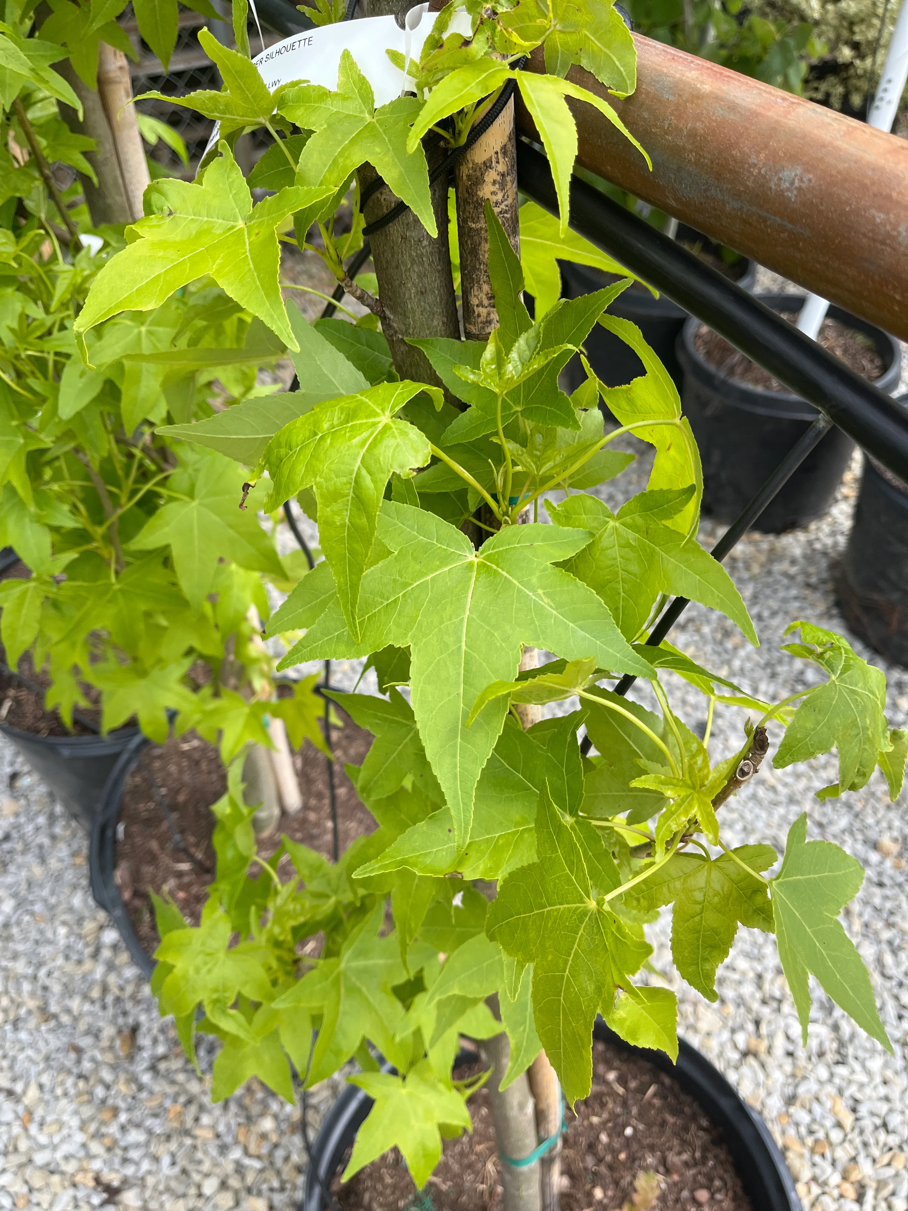 Slender Silhouette Sweet Gum - Liquidambar styraciflua - Potted Tree - Image 3
