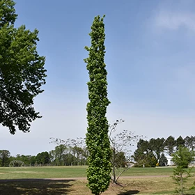 Slender Silhouette Sweet Gum - Liquidambar styraciflua - Potted Tree - Image 4