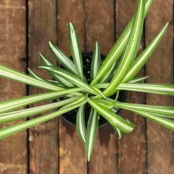 Spider Plant, Live Plant 3.5 in. Pot - Image 2