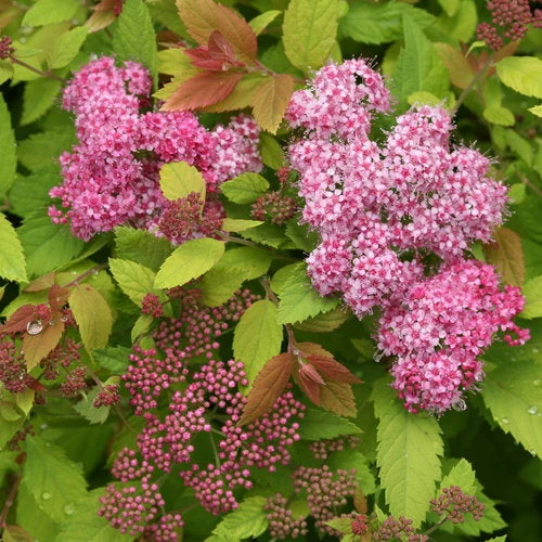 Spirea Double Play Big Bang - 3 Gallon Pot - Image 5