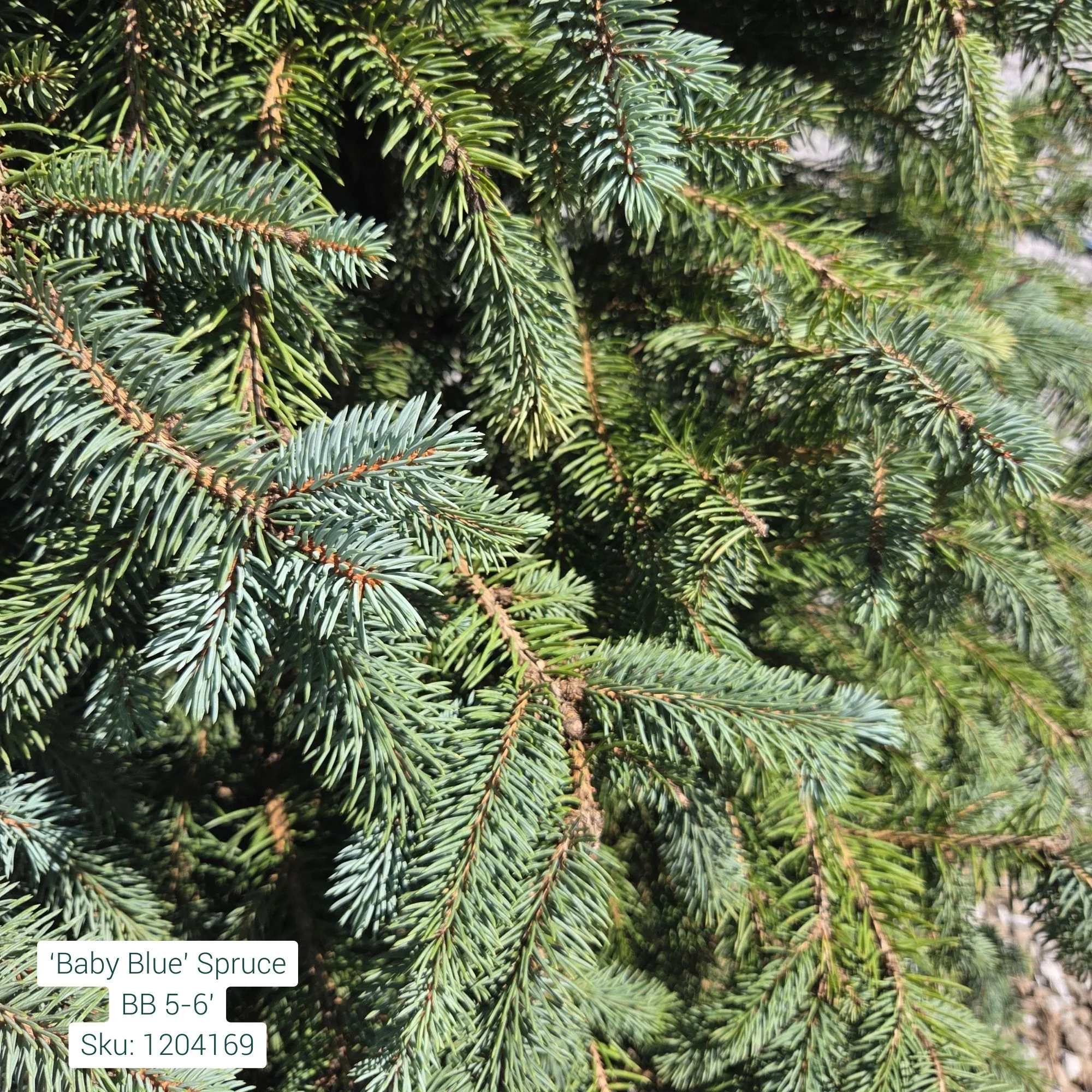 Baby Blue Spruce - Picea pungens - Ball & Burlap Tree (Multiple Sizes) - Image 3