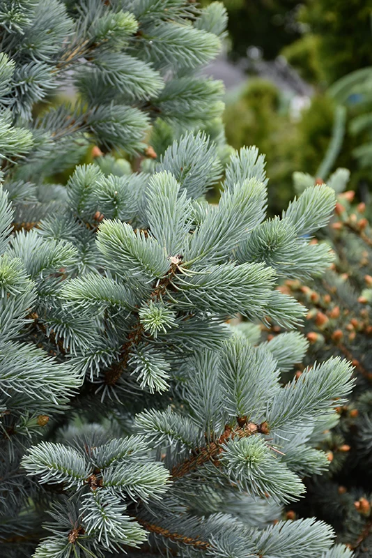 Baby Blue Spruce - Picea pungens - Ball & Burlap Tree (Multiple Sizes) - Image 4