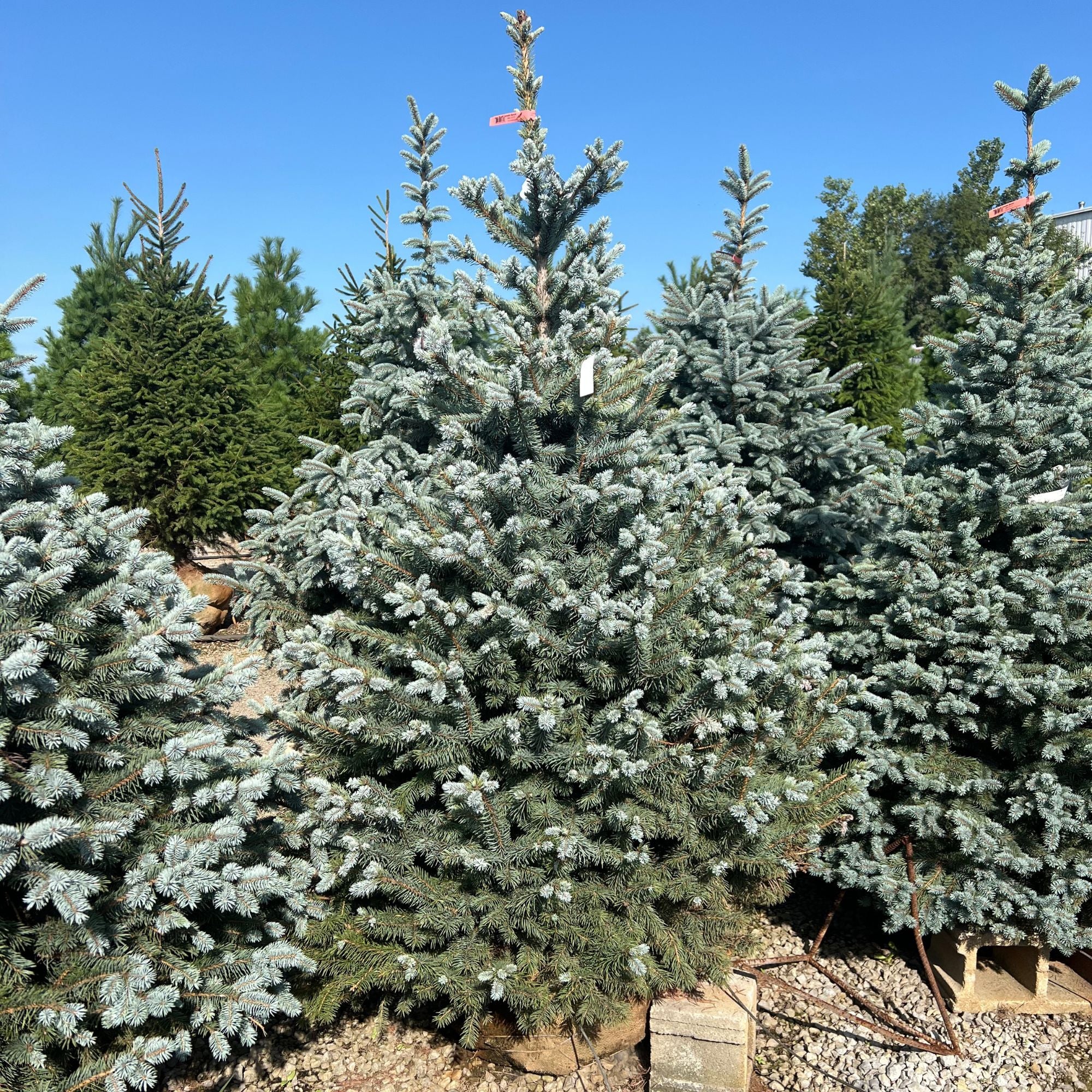 Baby Blue Spruce - Picea pungens - Ball & Burlap Tree (Multiple Sizes) - Image 5