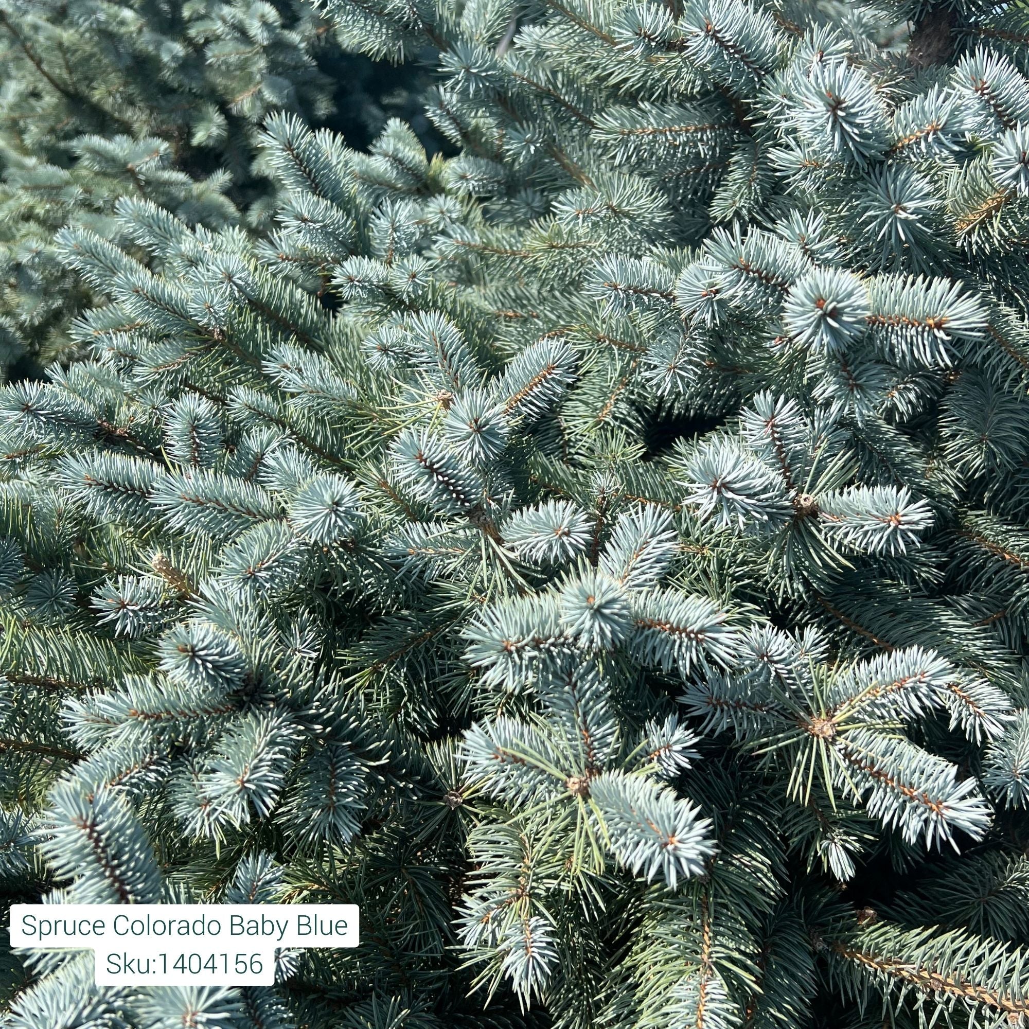 Baby Blue Spruce - Picea pungens - Ball & Burlap Tree (Multiple Sizes) - Image 6