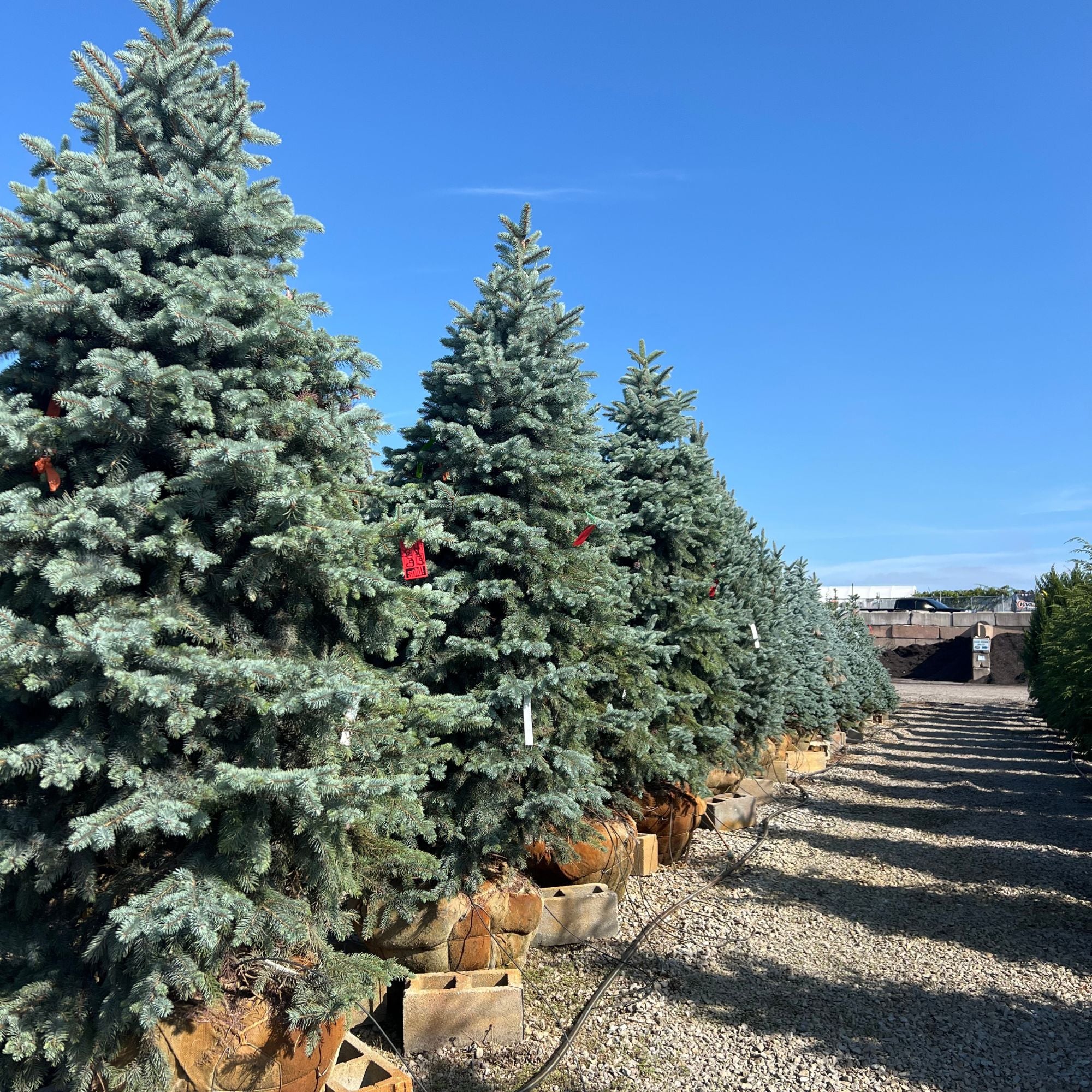 Baby Blue Spruce - Picea pungens - Ball & Burlap Tree (Multiple Sizes) - Image 8
