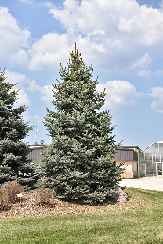 Baby Blue Spruce - Picea pungens - Ball & Burlap Tree (Multiple Sizes) - Image 9