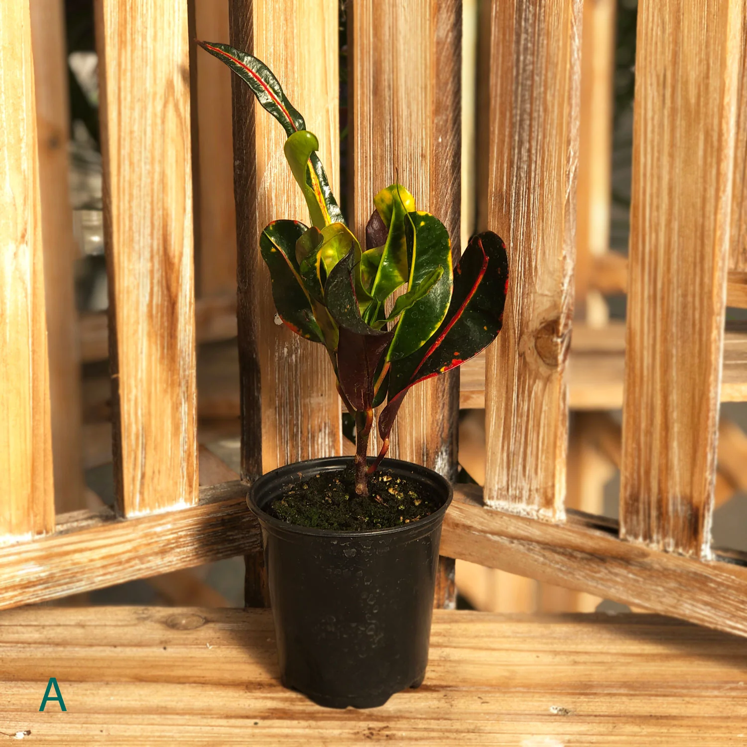 Starter Houseplant (Varieties Vary), Assortment Sold Individually, 3 in. Pot - Image 2