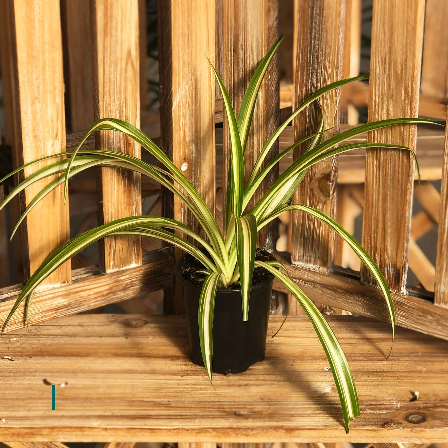 Starter Houseplant (Varieties Vary), Assortment Sold Individually, 3 in. Pot - Image 4