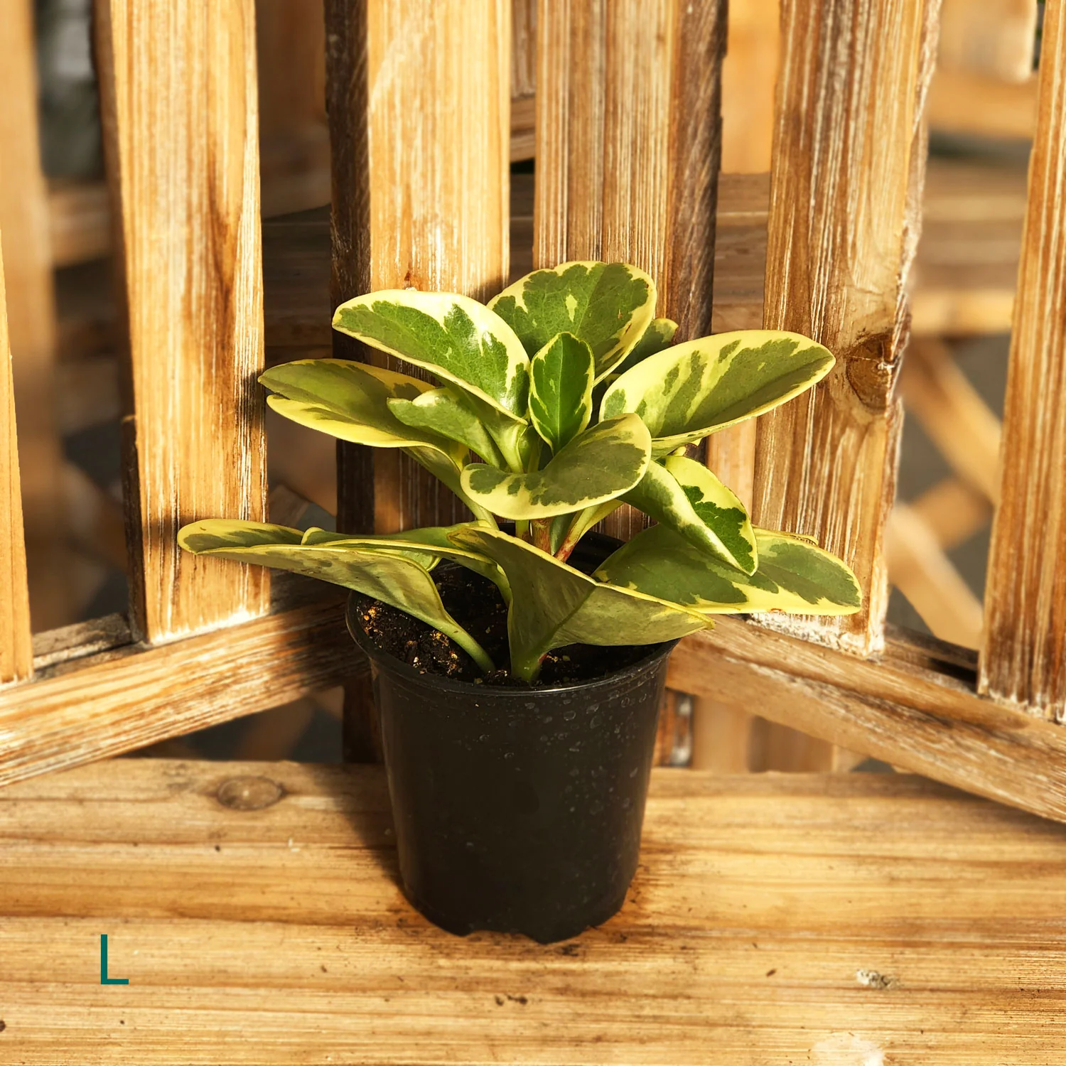Starter Houseplant (Varieties Vary), Assortment Sold Individually, 3 in. Pot - Image 6