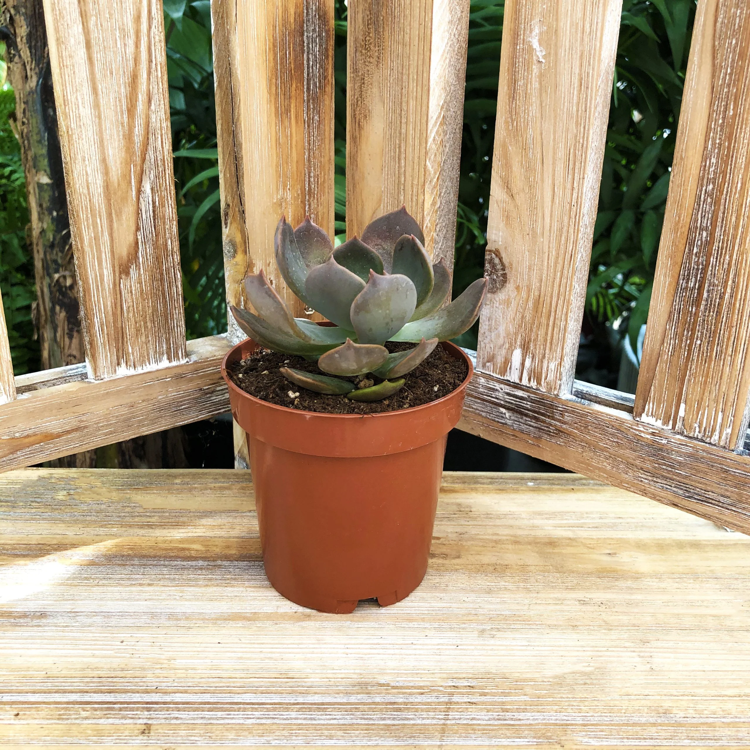 Succulent (Varieties Vary), Live Plant, Sold Individually - Image 5