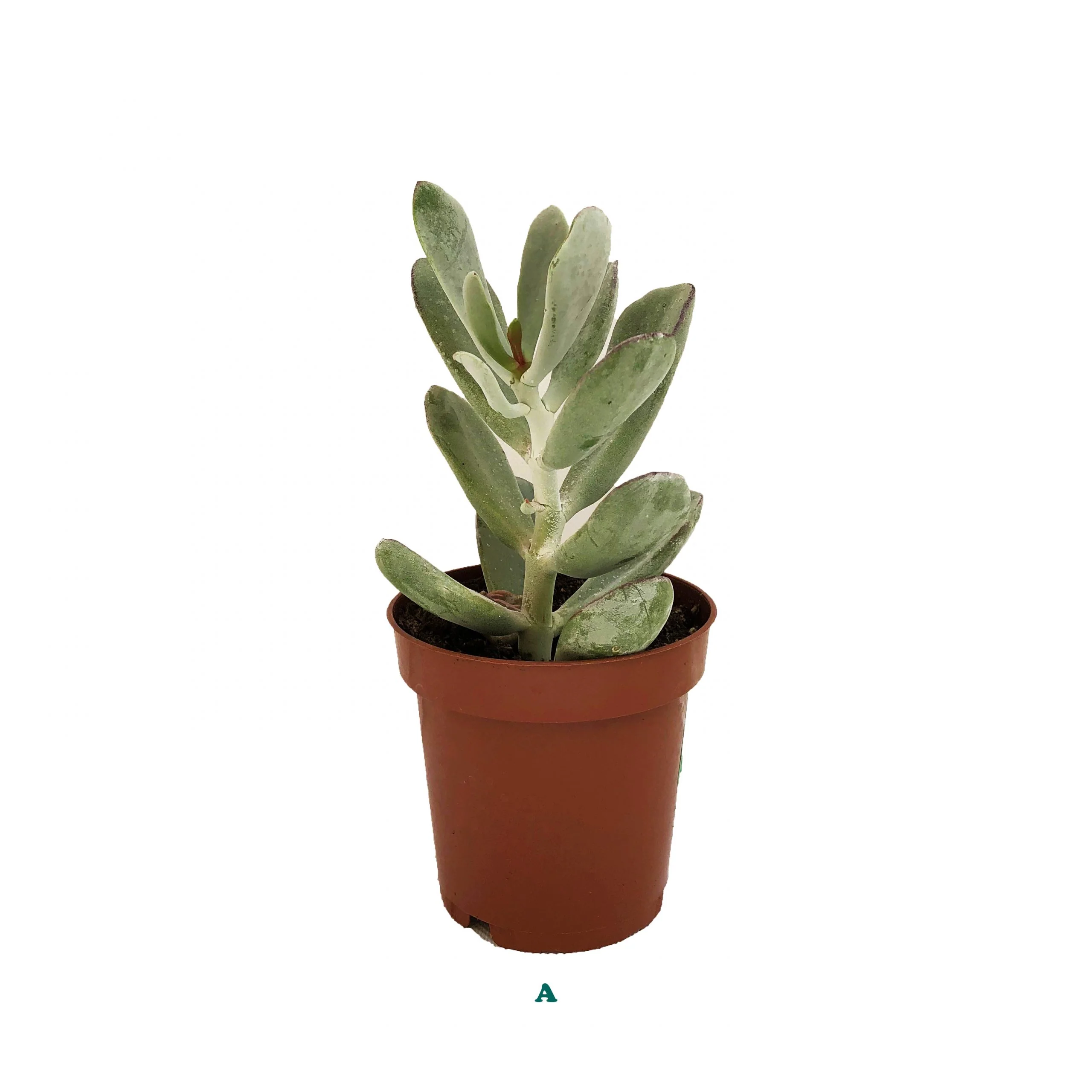 Succulent (Varieties Vary), Live Plant, Sold Individually - Image 6