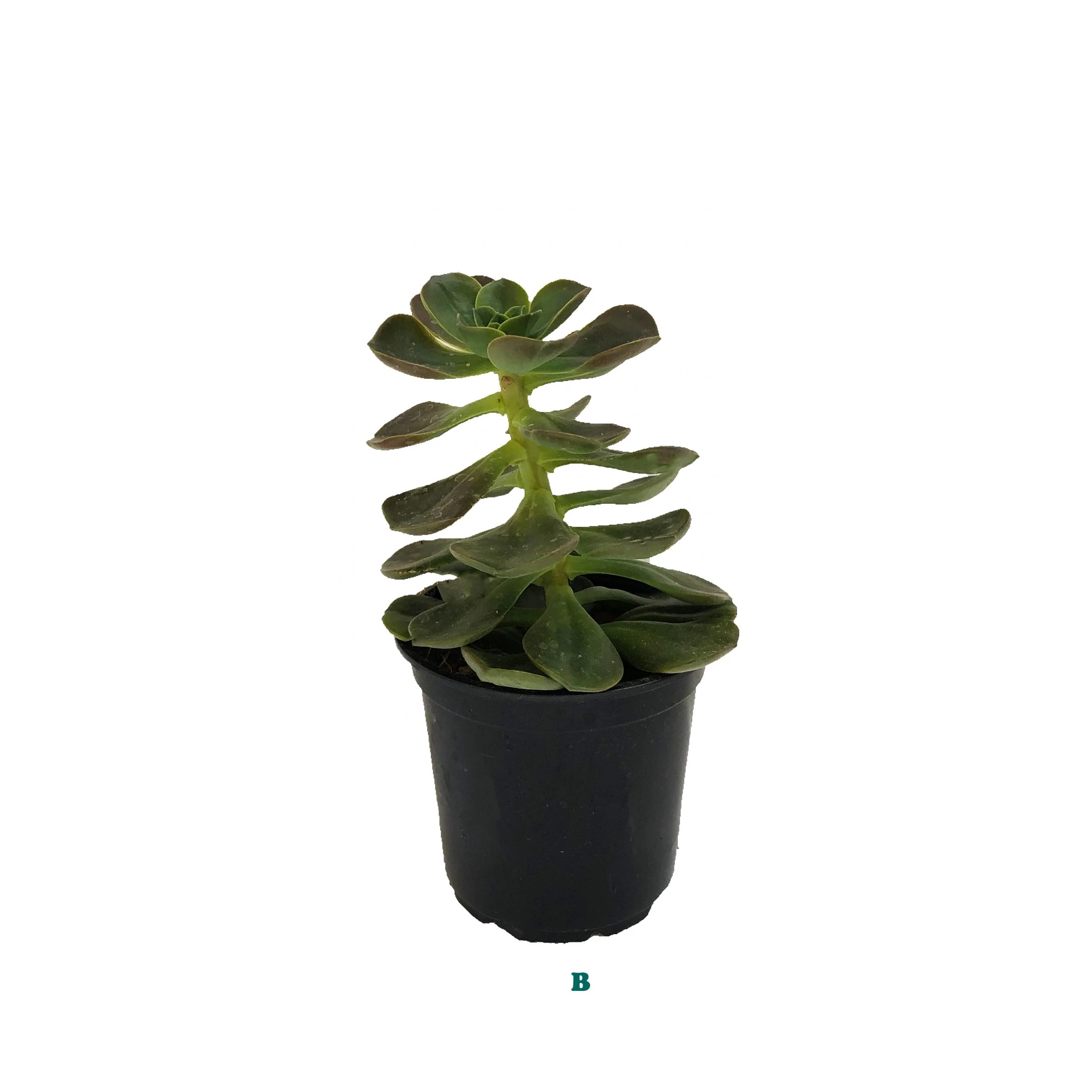 Succulent (Varieties Vary), Live Plant, Sold Individually - Image 7