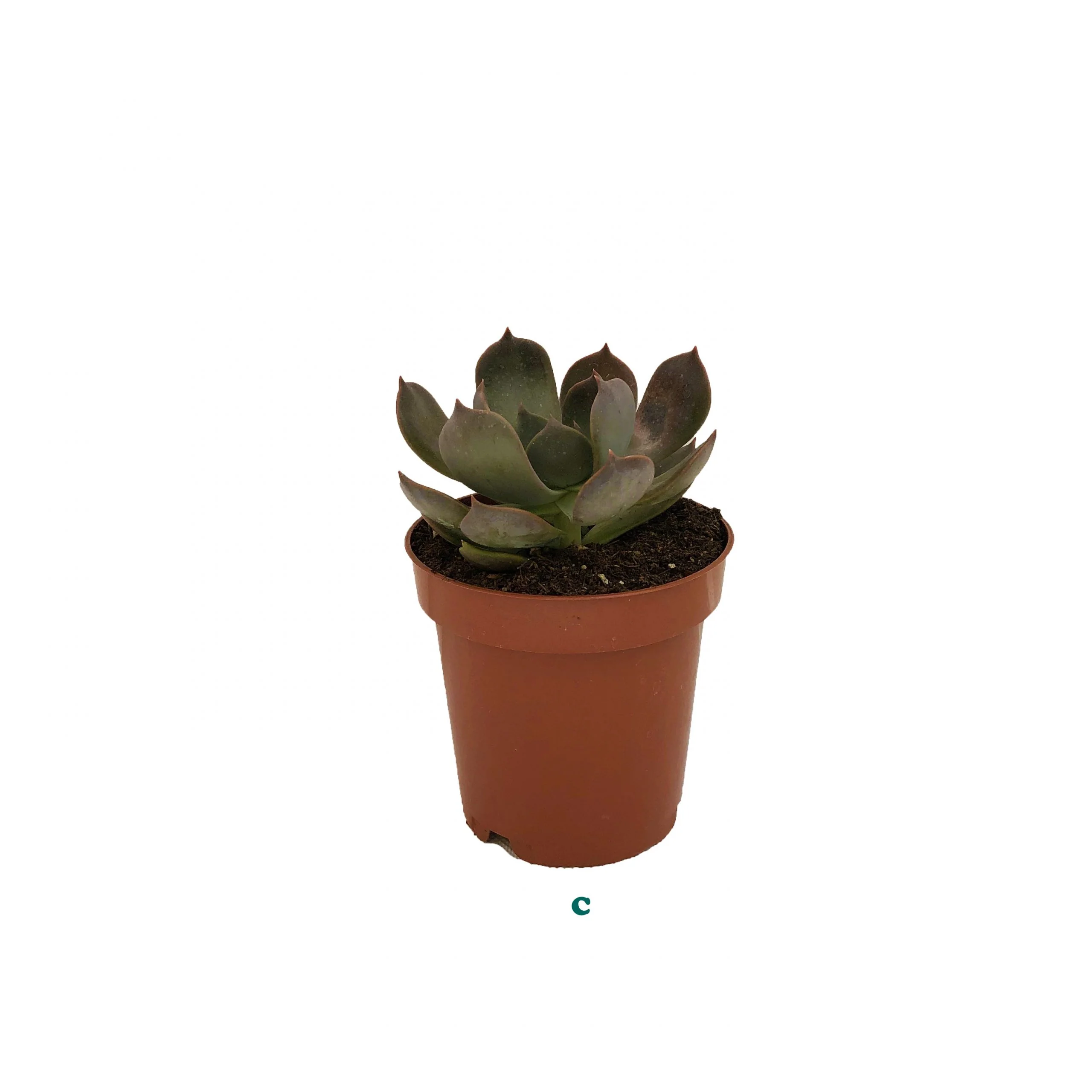 Succulent (Varieties Vary), Live Plant, Sold Individually - Image 8