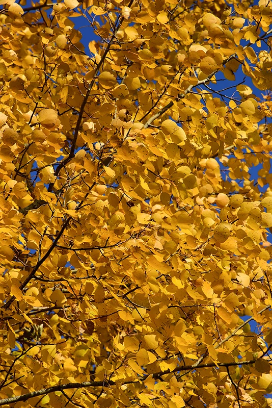 Summer Shimmer® Aspen - Populus - 15 Gallon Potted Tree