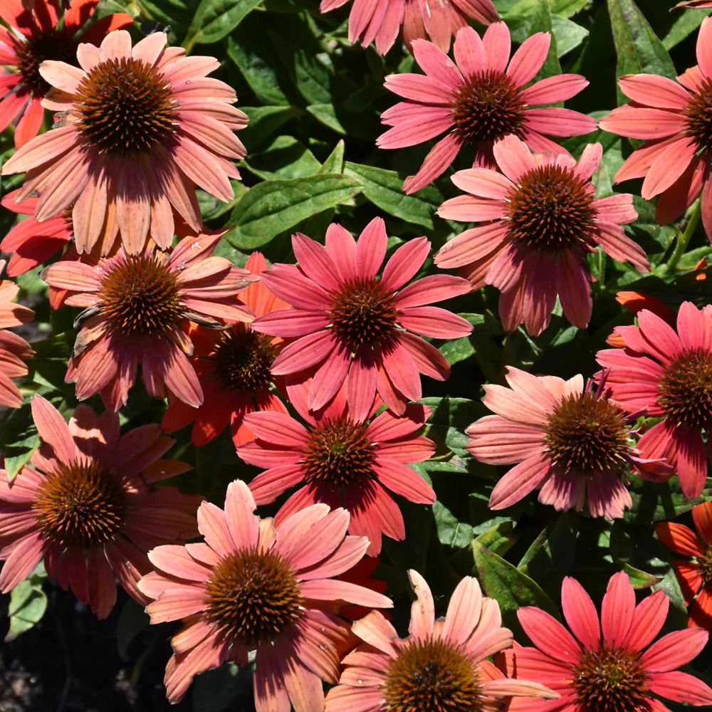 Summersong Firefinch Coneflower (Echinacea) - 1 Quart Pot