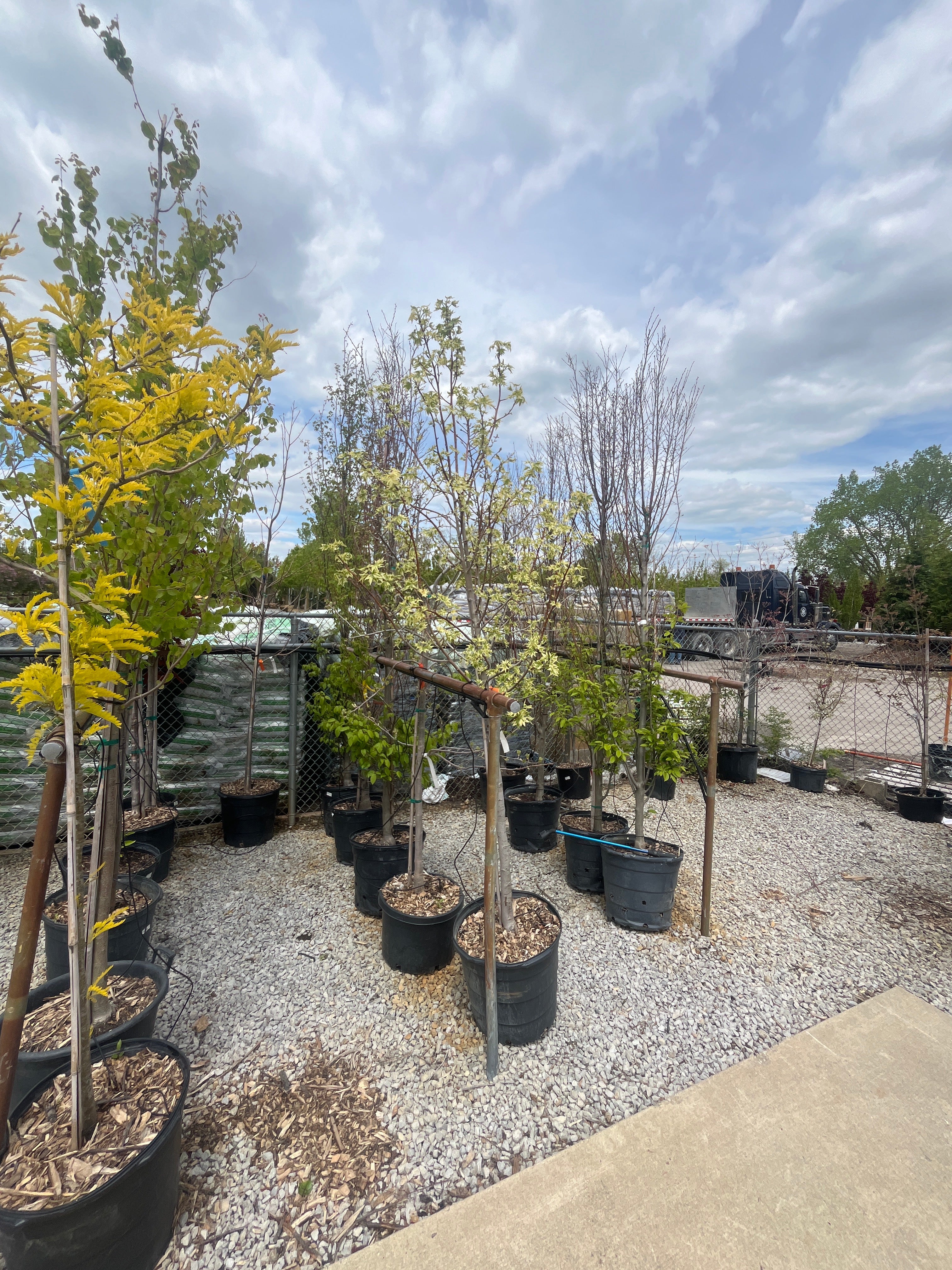 Silver King Sweet Gum - Liquidambar styraciflua - 15 Gallon Potted Tree - Image 3