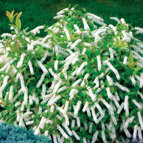 Itea Little Henry Sweetspire - 2 Gallon Pot - Image 3