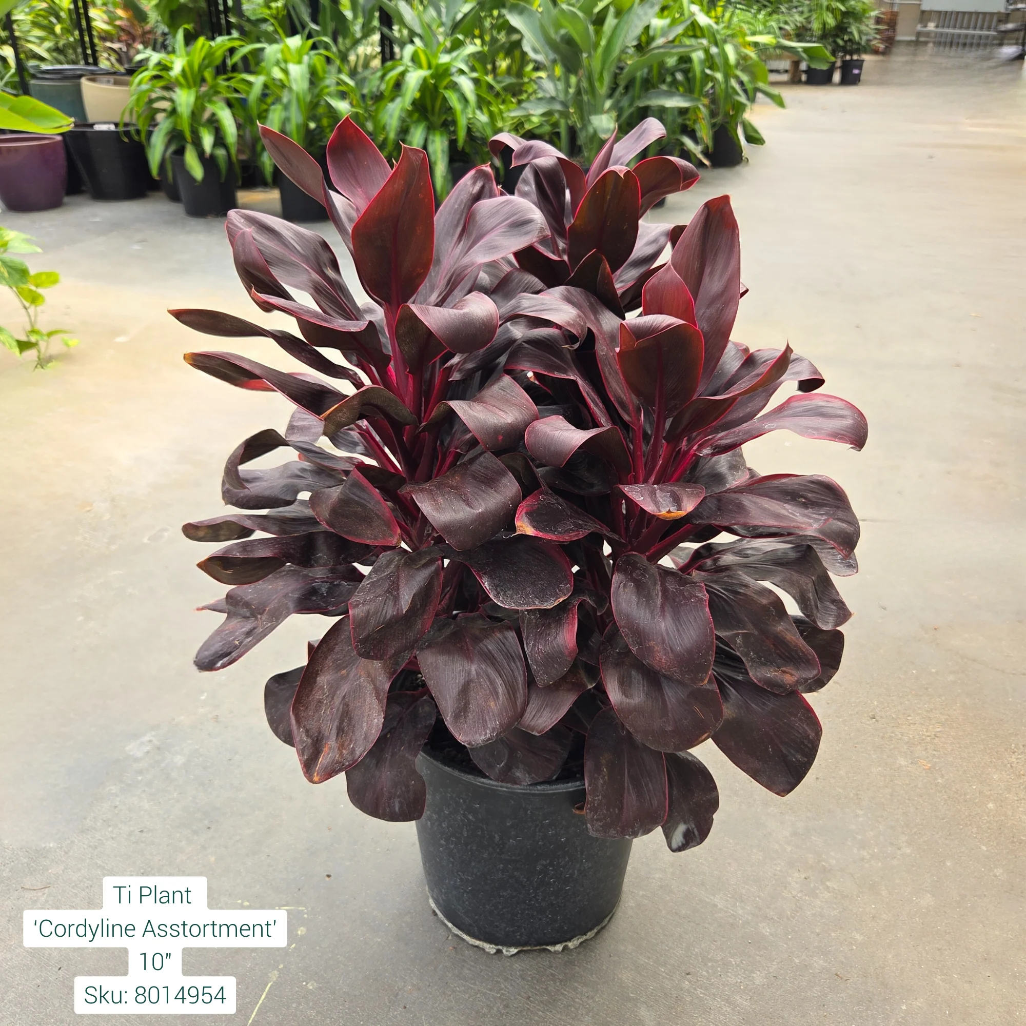 Ti Plant ‘Cordyline Asstortment’ 10in Pot - Image 3